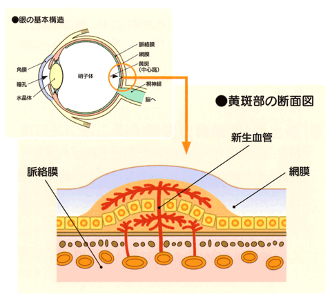 眼の基本構造と黄斑部の断面図